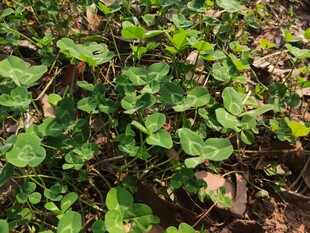 绿叶繁茂的植物景观