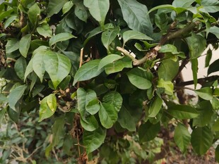 绿叶繁茂的植物景象