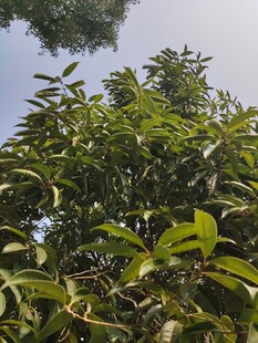 繁茂绿叶的树木景观