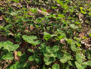 茂密绿叶植物景观