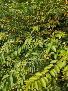 茂密翠绿的植物枝叶