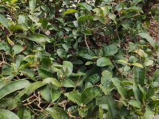 繁茂的绿色植物景观