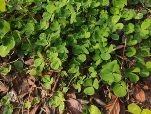 翠绿繁茂的地面植物景观