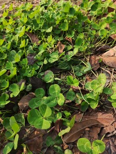翠绿繁茂的地面绿植景观