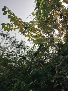 阳光下的繁茂树叶