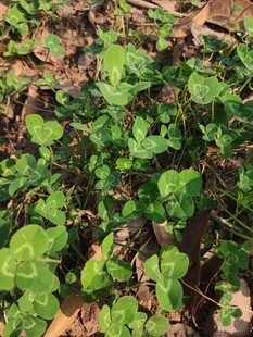 嫩绿植物生长于土地间