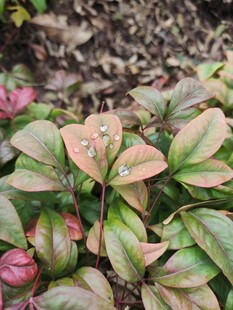 多彩叶片植物特写