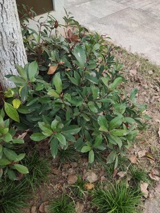 树下绿意盎然的灌木丛