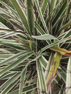 条纹叶片植物特写