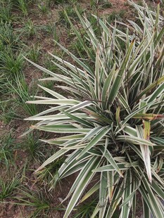 银边山菅兰植物特写