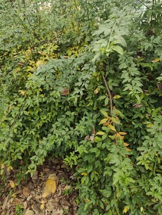 长满果实的繁茂绿植