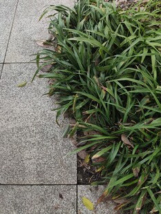 石板旁的翠绿草丛