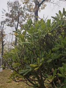 绿叶繁茂的户外树木景观