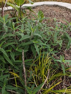 野外丛生的绿色植物