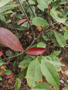 红叶绿叶交织的植物景观