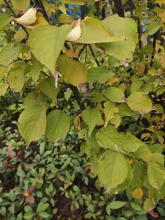 绿叶丛中的黄色植物