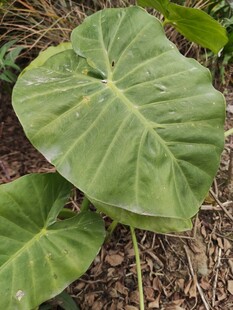 大叶片绿植特写