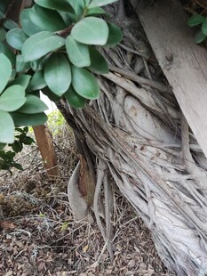 树根旁的翠绿叶片