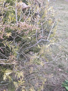 野外繁茂的带花植物