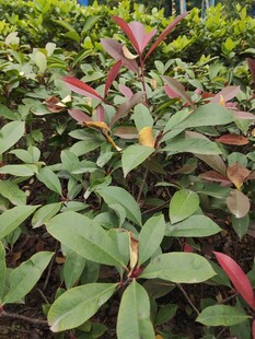 绿叶红边植物景观