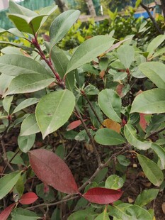 绿叶红边植物特写