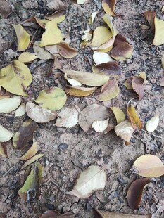 地面散落的多彩枯叶