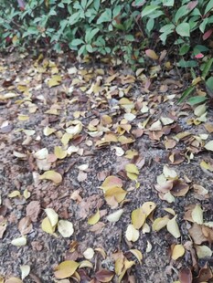 落叶铺地的自然景象