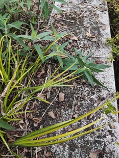 地面上的嫩绿植物