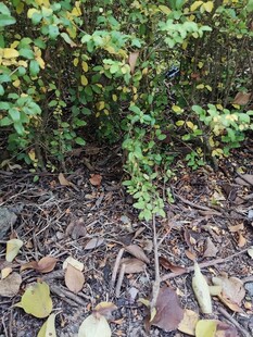 花园中多彩碎石与绿植