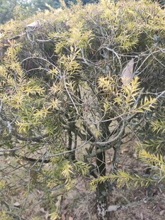 金黄枝叶的繁茂树木