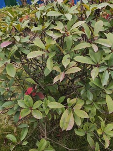 绿叶间的红色果实