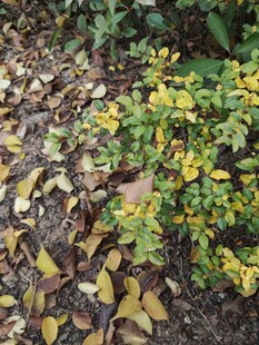 地面上的黄绿相间植物