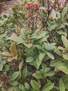 绿叶间的红色果实植物