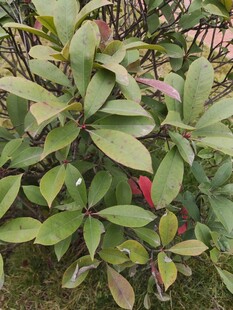 绿叶繁茂的植物景观