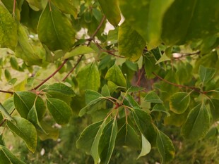 绿叶丛中的紫色小花