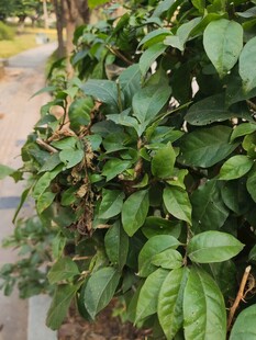 绿叶繁茂的植物景观