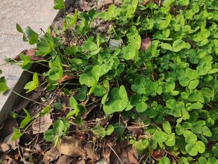 绿叶繁茂的盆栽植物