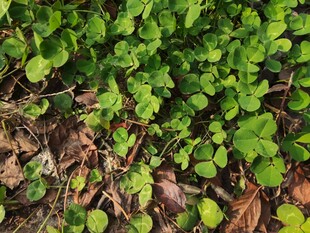 地面上的翠绿三叶草