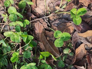 地面上的嫩绿植物与枯叶