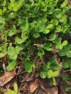 翠绿三叶草植物特写