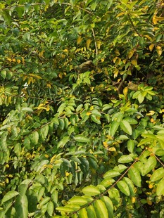 茂密翠绿的植物叶片