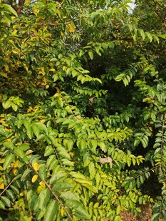 翠绿繁茂的树叶景观