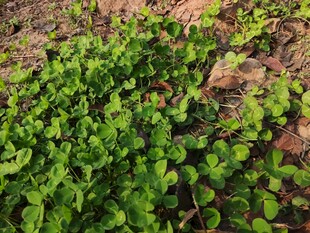 翠绿蓬勃的地面植物景观