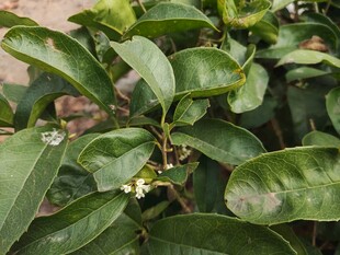 绿叶间的白色小花