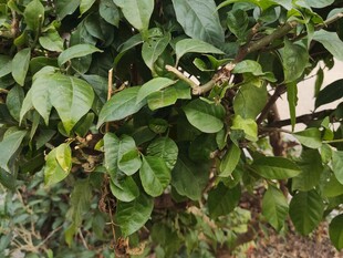 咖啡树及果实特写