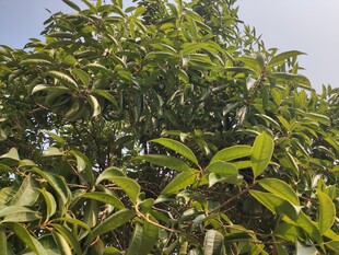 茂盛绿叶的树木