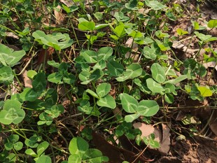 绿叶繁茂的植物景观