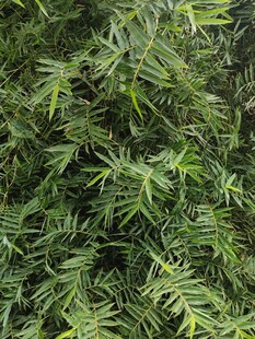 翠绿繁茂的植物枝叶