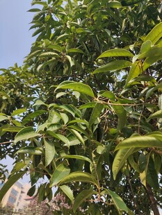 繁茂绿叶的树木景象