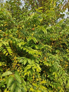 茂密翠绿的树叶景观